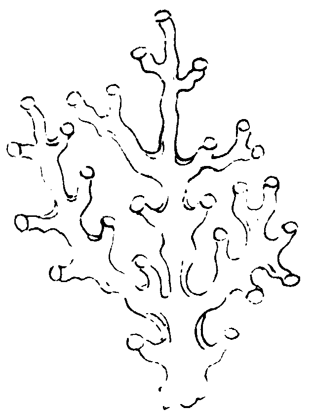 〔插图〕