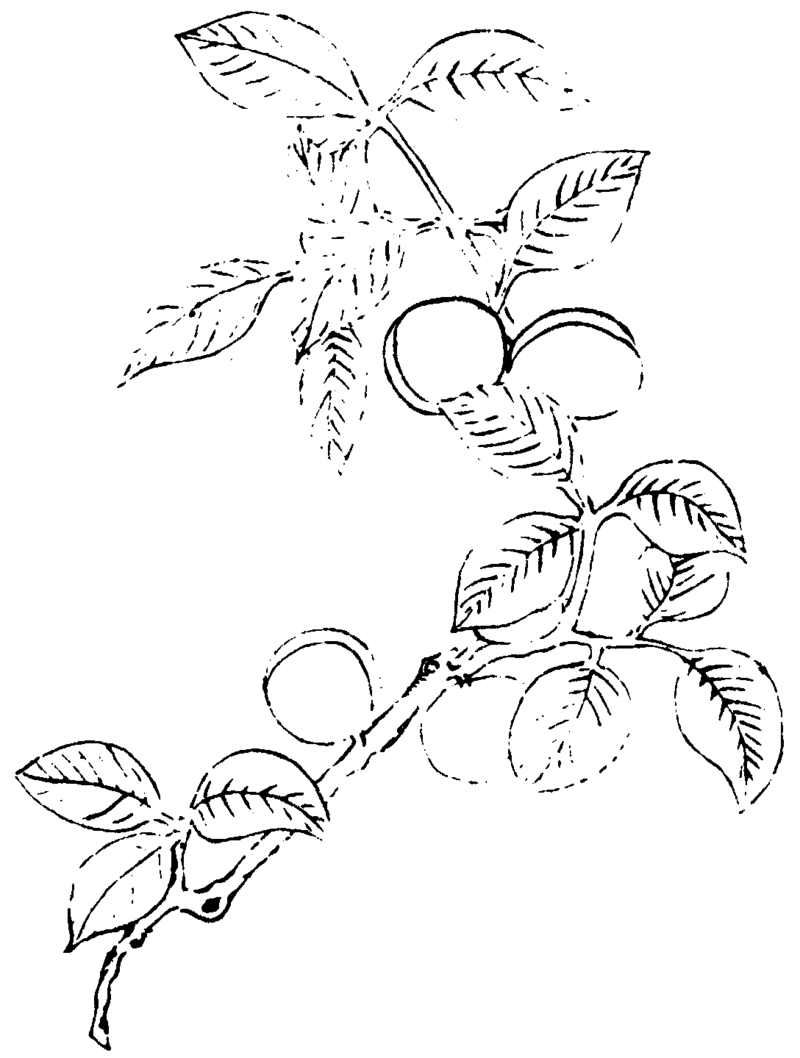 〔插图〕