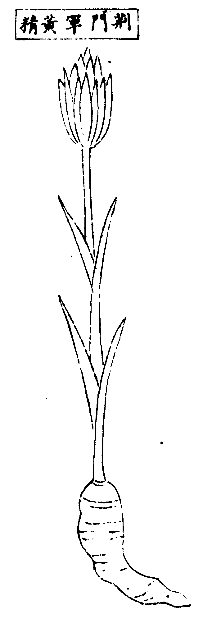 〔插图〕