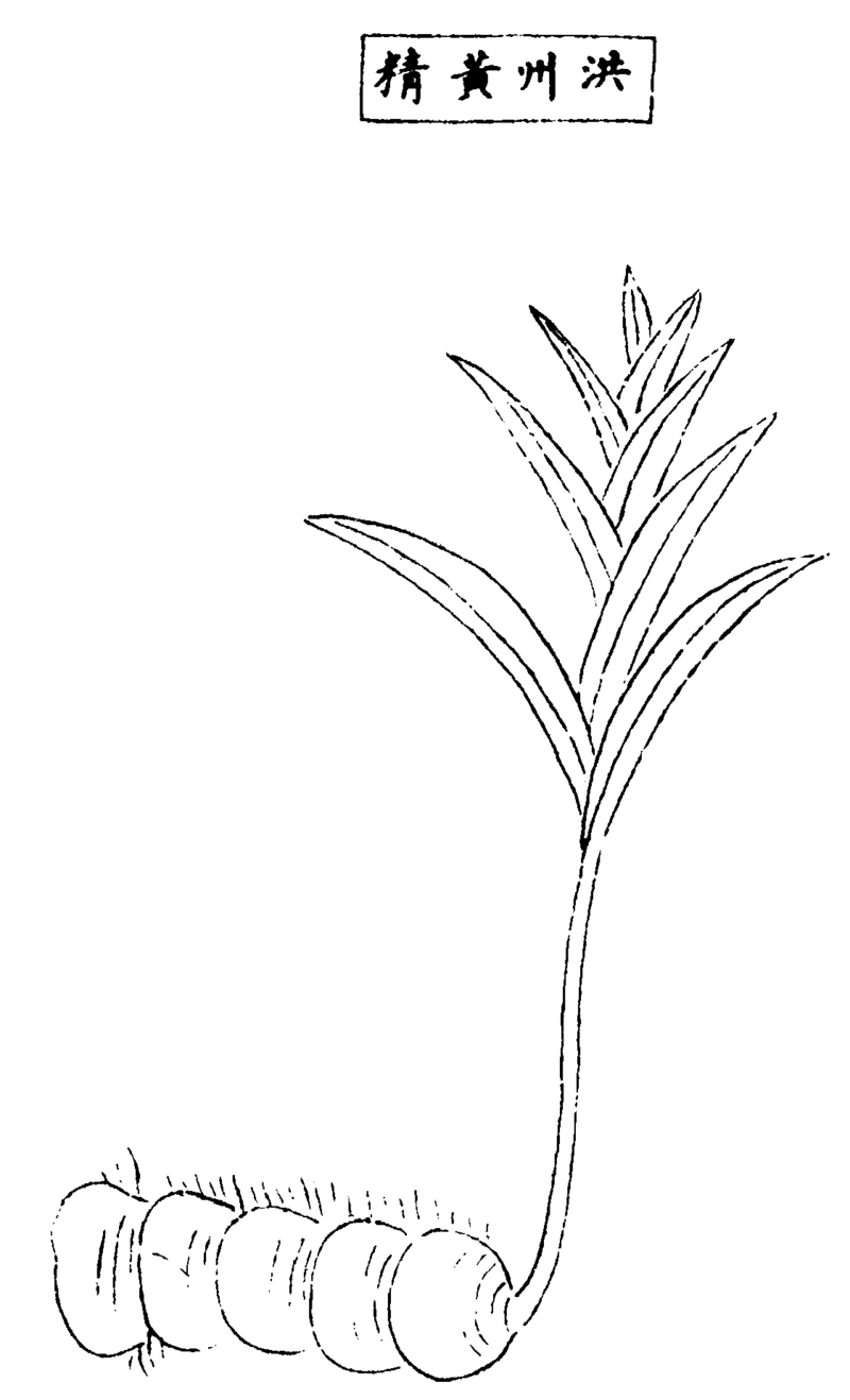 〔插图〕