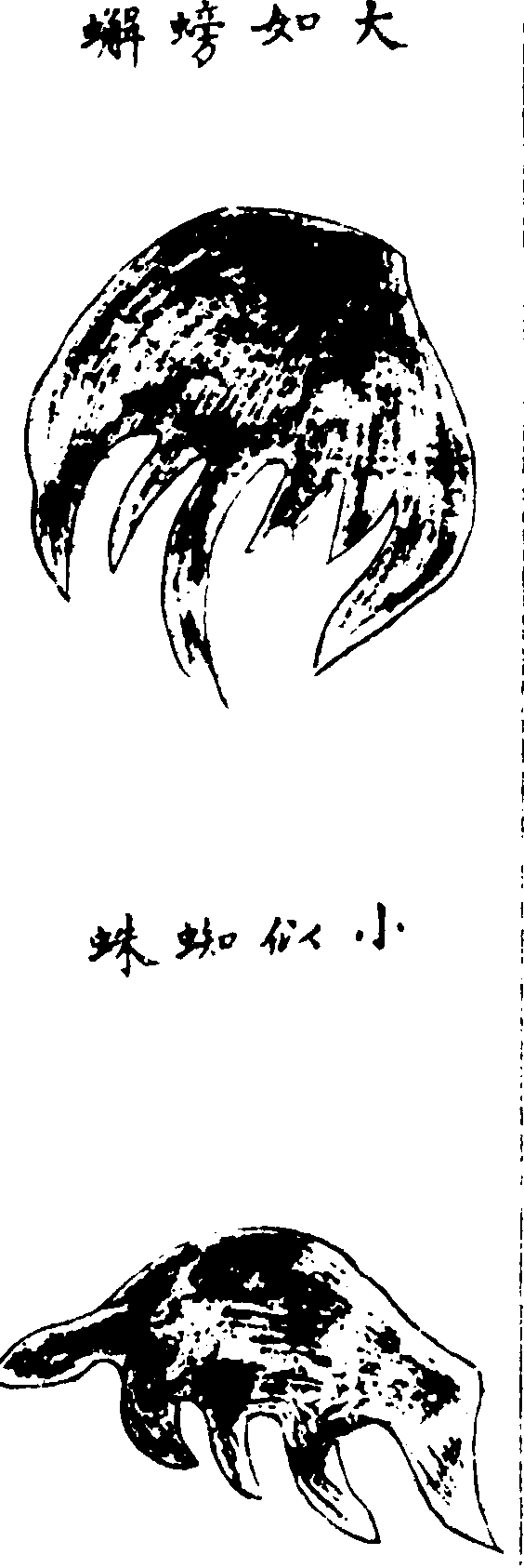 〔插图〕