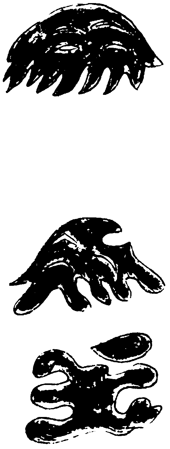 〔插图〕