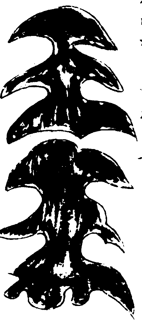 〔插图〕