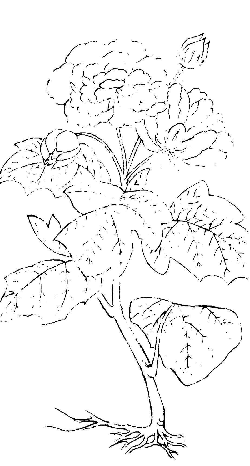 〔插图〕